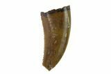 Theropod (Raptor) Tooth - Judith River Formation #133481-1
